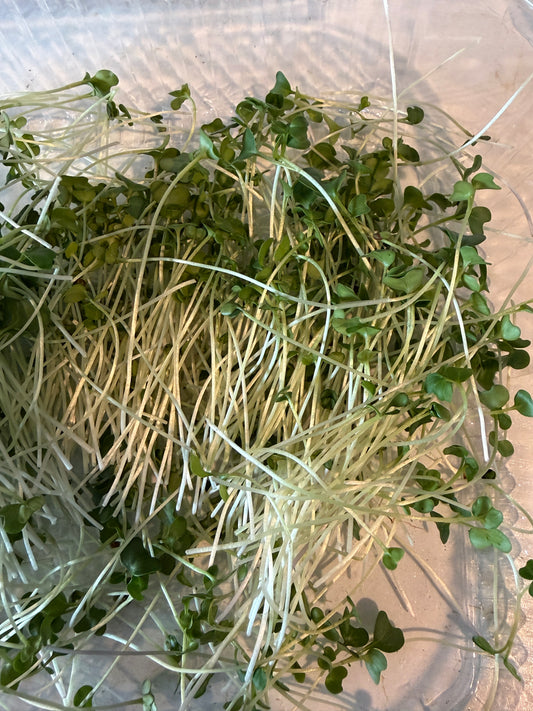 Broccoli Microgreens
