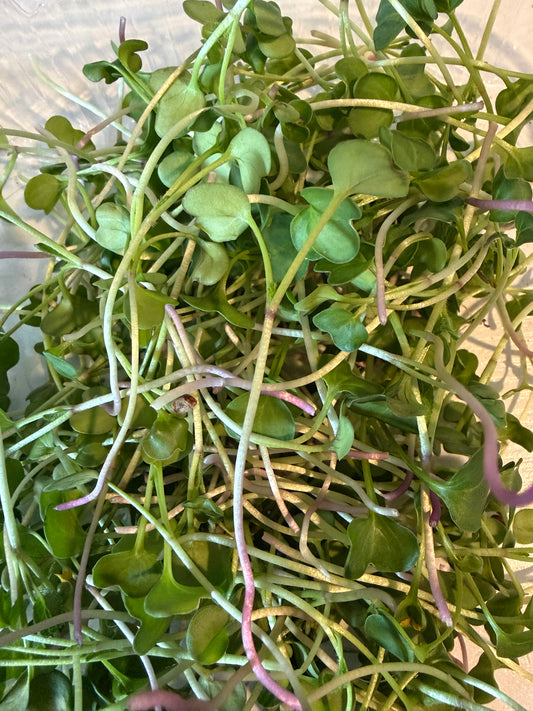 Radish Microgreens