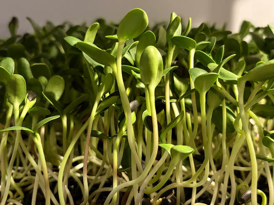 Sunflower Microgreens
