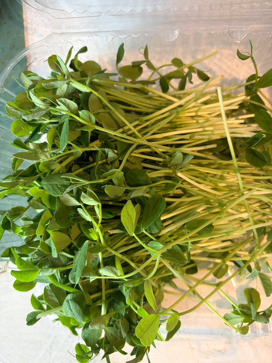 Pea Shoot Microgreens